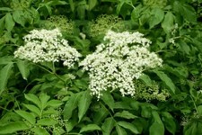 Sambucus nigra 'Elderberry' 9cm pot