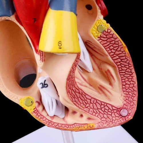 Human Heart Model Anatomical Anatomy Teaching Model Science Teaching Resources - Picture 7 of 8