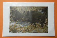 Wildschwein Sus scrofa  Farbdruck 1916  Keiler Jagd