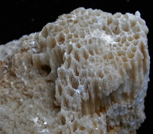 CALCITE PSM CORAL (CA59/7) NEW DISCOVERY Bohol, Philippines - Picture 3 of 8