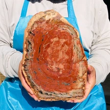 2060g Natural Petrified Wood Fossil Slice Crystal Mineral Healing 2760