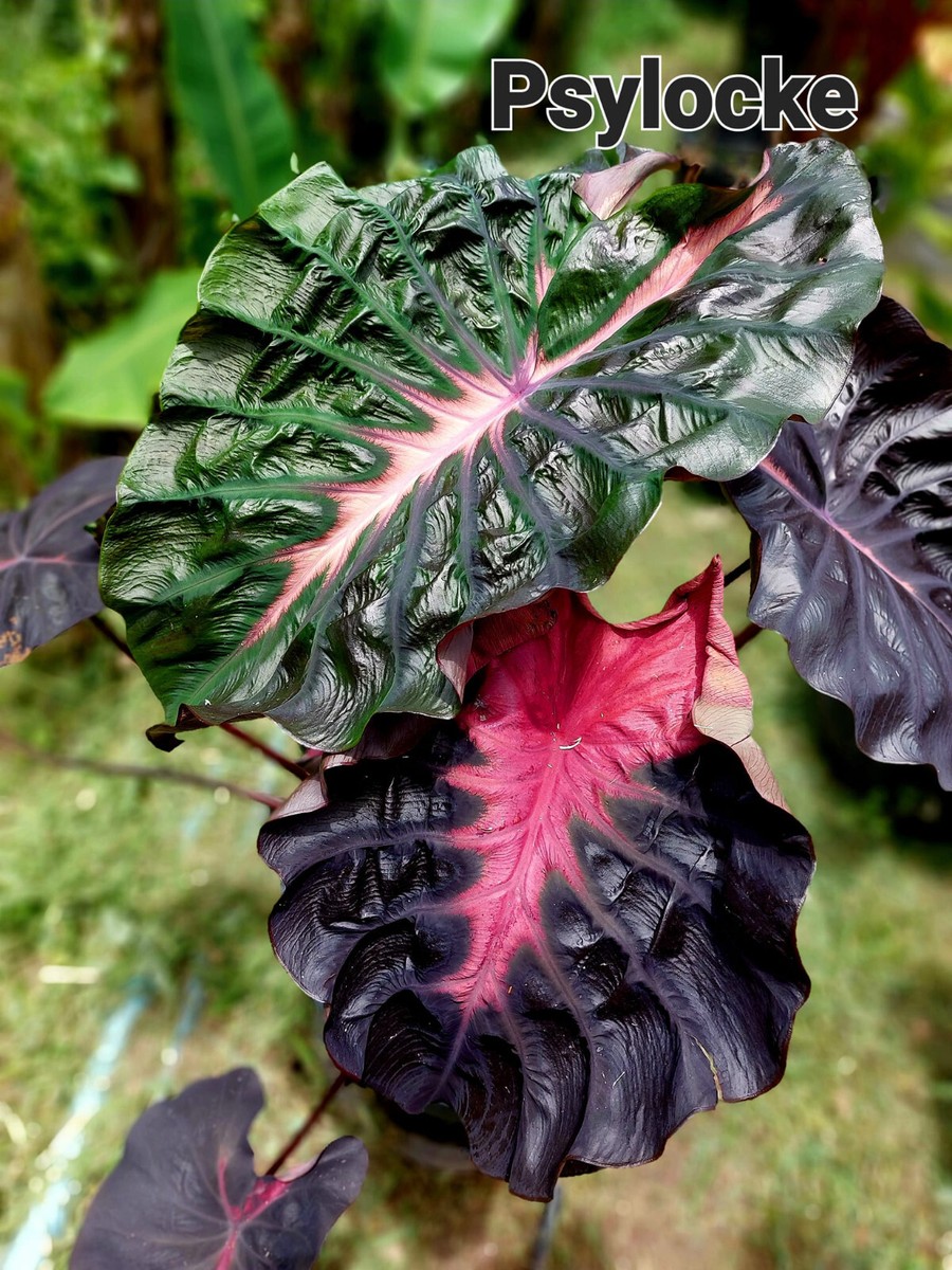 P.elephantotis(アンゴランセ) s-l1200.jpg