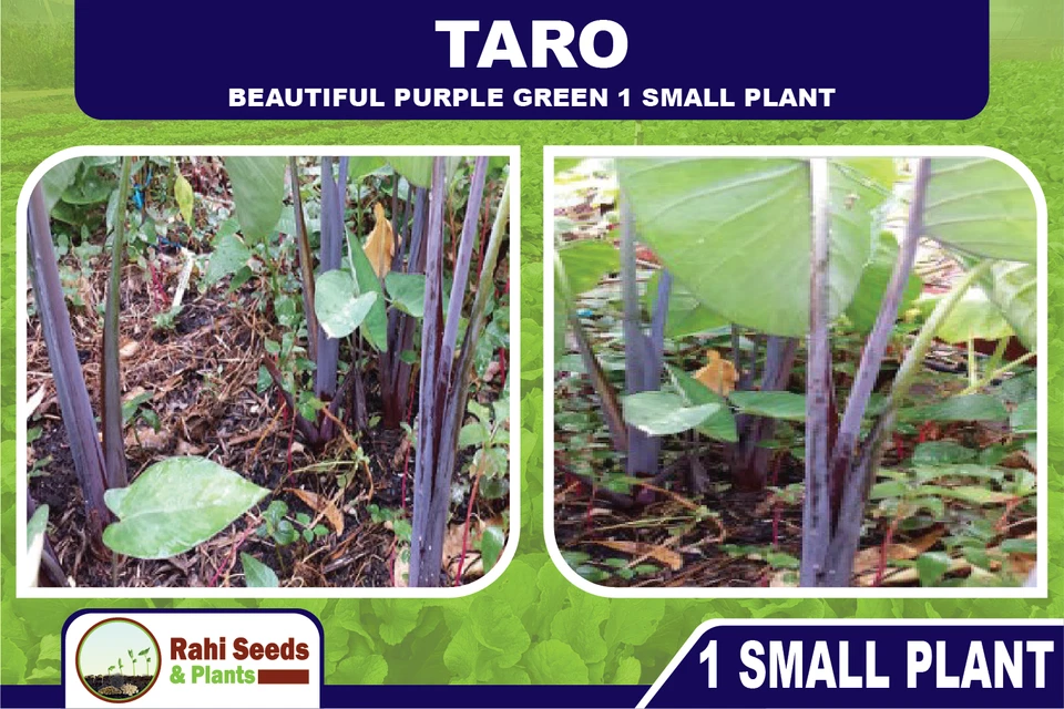 TARO - Beautiful Purple Green - 1 Small Plant - Image 3 of 4