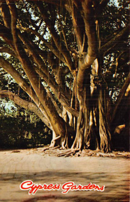 Postcard FL: Crypress Tree, Cypress Gardens, Florida