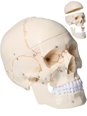 Doctor Verified 55 Number Labeled Real Human Life Size Skull Anatomy Model, 1...