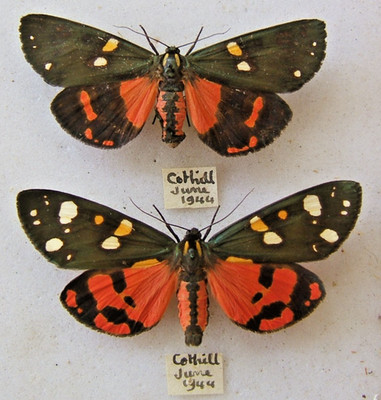 SCARLET TIGER C. Dominula AB. BIMAKULA + ein typisches Exemplar Cothill, Berks 1944