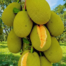 Árbol frutal de jaca de miel de injertos - variedad tropical súper dulce crece en maceta