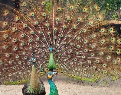 *5* Peacock Peafowl Hatching Eggs Variety Pack! *Laying Now* *NPIP*