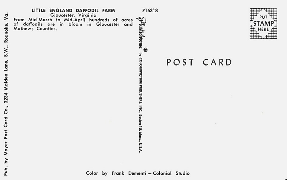 Postcard VA Little England Daffodil Farm Ladies Baskets Gloucester