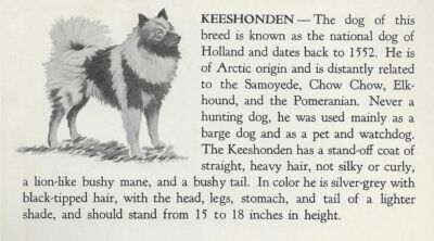 Keeshond - 1940 Vintage Dog Art Print - Matted 