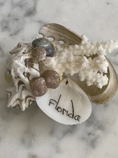 Florida Beach magnet coral shells seashell Sea Shell