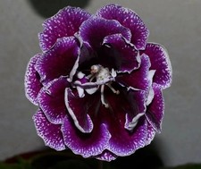 Dark pure purple Gloxinia Double Flower Bulbs pack of 2 bulbs 
