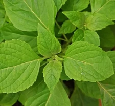 CLOVE SCENTED BASIL SEEDS 600+ ANNUAL herb GARDEN culinary SPICES FREE SHIPPING