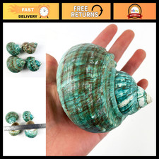 Natural Large Jade Turbo Seashells Hermit Crab Shells 3.5-4.5 For Aquariums