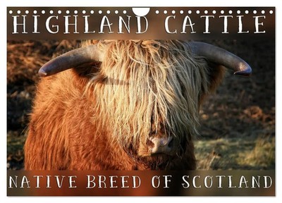 Highland Cattle - Native Breed of Scotland (Wall Calendar 2026 DIN A4...