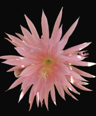 Pink Plumes ~39cm sehr kräftiger Ableger Epiphyllum/Epicactus/Blattkaktus