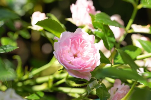 Rosa 'The Fairy', Bodendeckerrose, zartrosa, 3-5 Liter Container - Bild 5 von 14