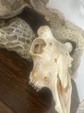 Ram Mammal Skull with Horns Taxidermy Mount Specimen Horned Animal