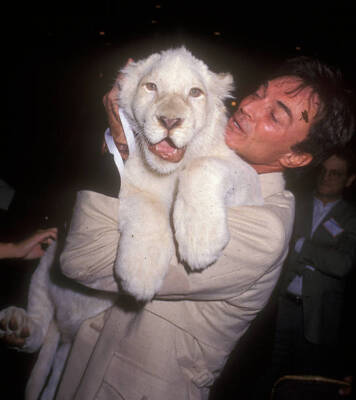 Roy with White Lion cub during Siegfried and Roy and White Lion .. Old Photo 7