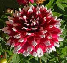 2  Duet  Decorative Dahlia 2 Tubers Perennial Full Huge Blooms 