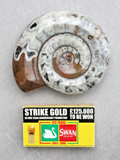 11cm polished Moroccan Goniatite Ammonite Fossil Devonian circa 400m years old