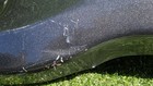 Foto 9 di 17
