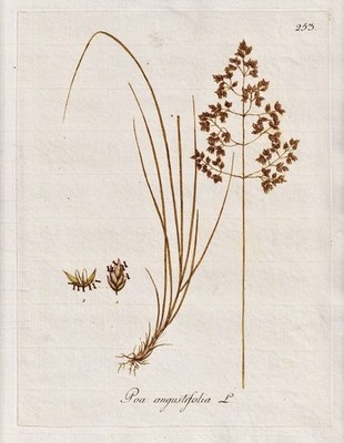 Rispengras Süßgräser meadow-grass flower Botanik botany Kerner Kupferstich 1789
