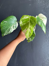 Variegated Monstera Albo Plant