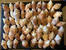 69 Fighting Conches Conchs Seashells 7+ pounds 2-1/4" to 3-3/4"