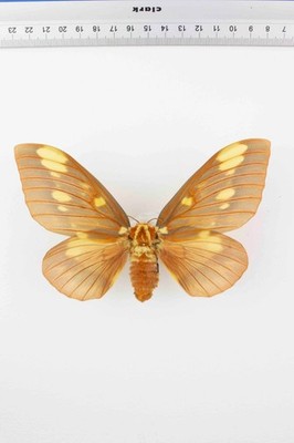 Schmetterling Entomologie, Citheronia regalis -f-