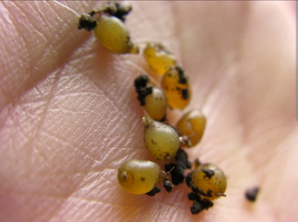 (Jigs) Red Wiggler Cacoon Mix 300 Cacoons - Mezcla de Wigglers, Euros y Blues Foto 2 de 3