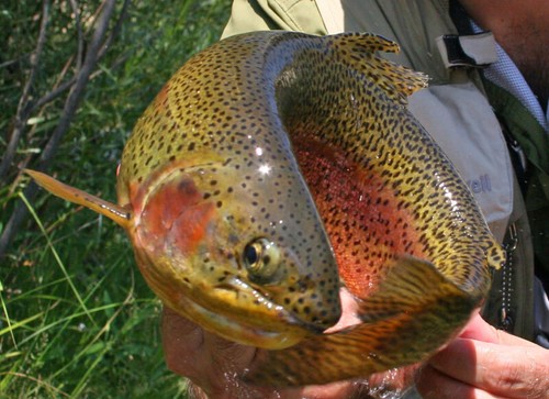 RS2 Nymph Emerger Sparkle Wing Chocolate - Moscas premium de pesca con mosca de trucha - Imagen 6 de 18