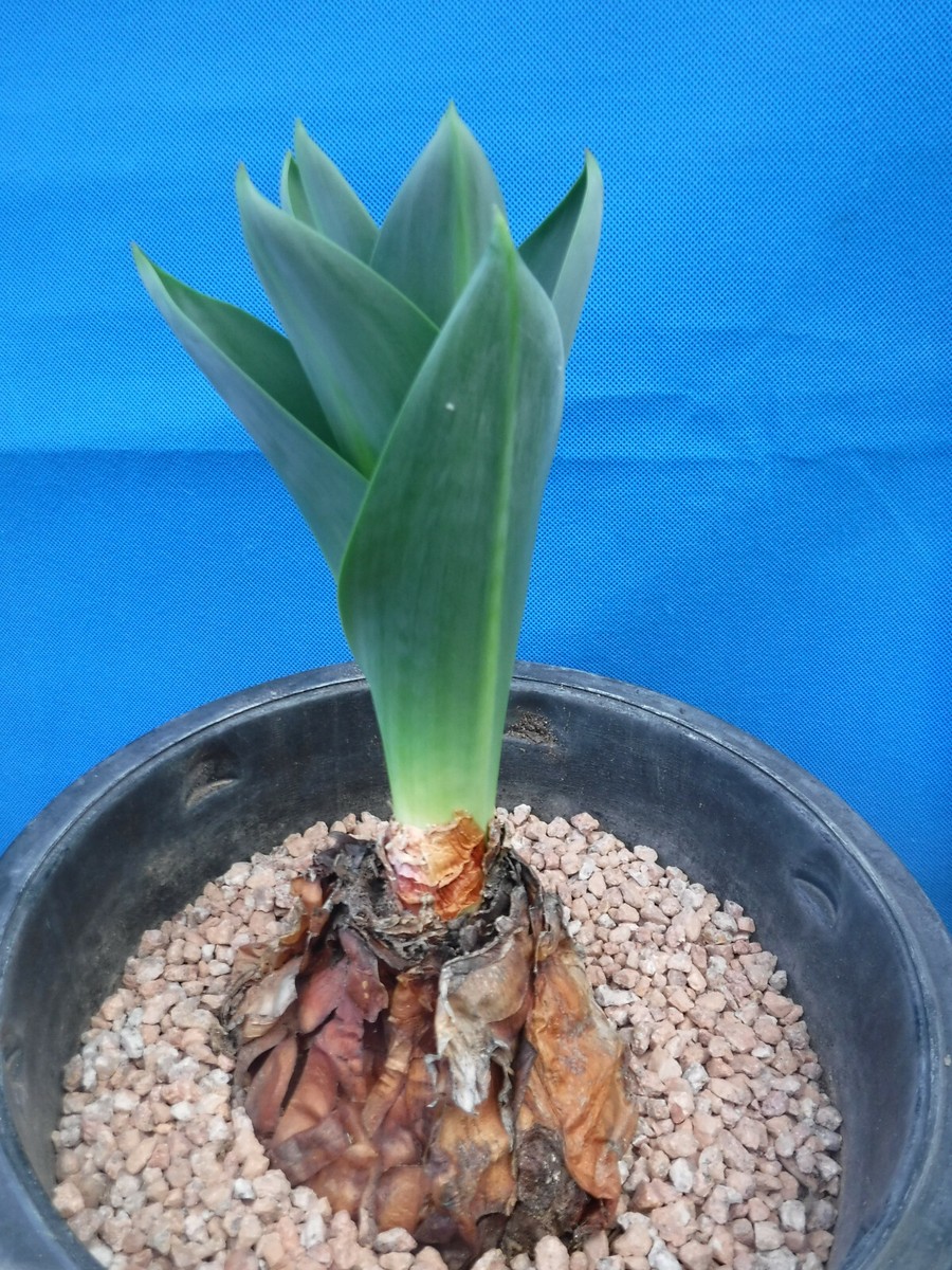 Urginea maritima Giant Sea Squill WORLD'S LARGEST SUCCULENT BULB! 4"-5"  Bulb | eBay