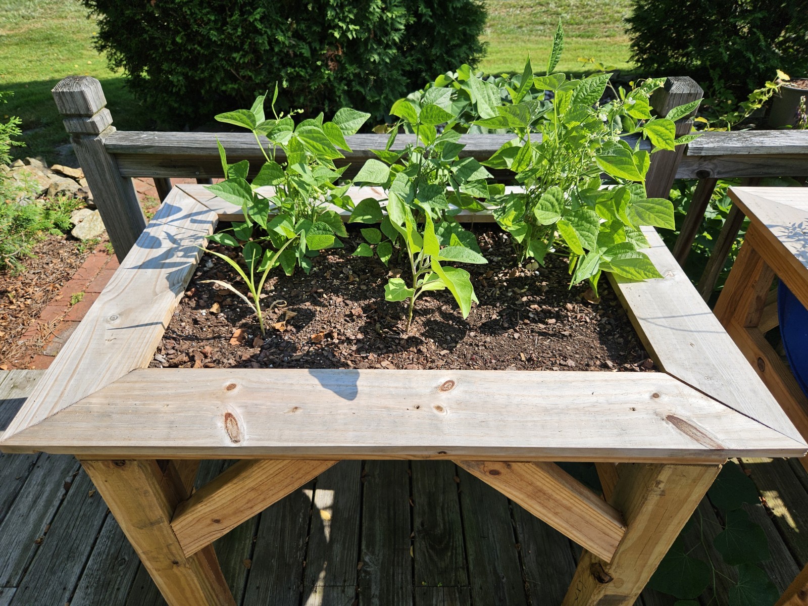 Fast Draining Mix, Indoor Outdoor,  Organic, Soil-less, Peat-Free, 12 Quarts