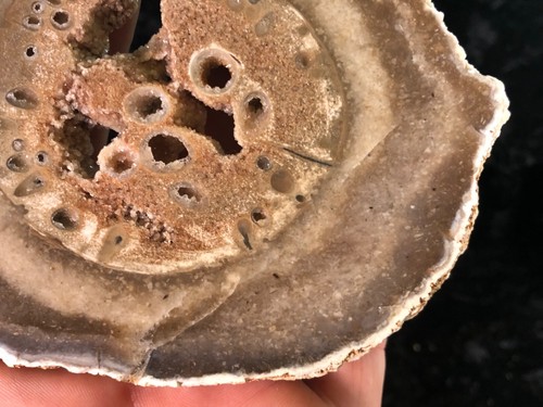 Teredo Bored Petrified Wood Juniper Kerrville, Texas Cretaceous 5”x4” Fossil - Picture 6 of 9
