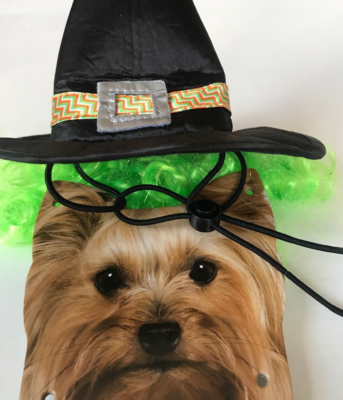 halloween costumes for yorkies dogs