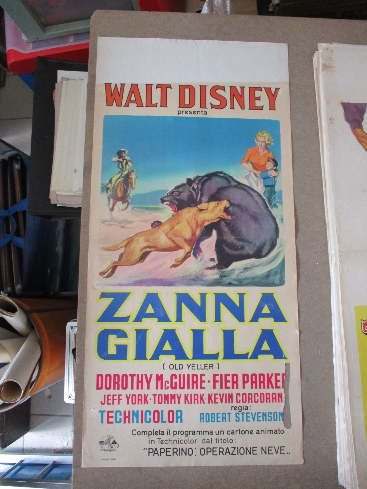 Locandina originale film Zanna Gialla (1957) - Regia di Robert Stevenson