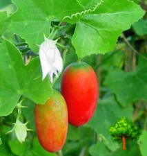 40 seeds Ivy Gourd Seeds Coccinia Grandis Vegetable Plant Helthy