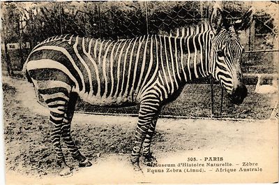 CPA Paris 5e-Museum d'Histoire Naturelle-Zébre (324484)
