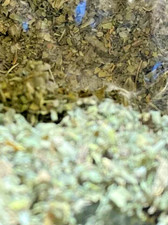 damiana 1 oz AND marshmallow 1 oz -U get 2 ounces total organic bulk herb leaf