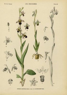 Antiker Druck-Naturkunde-Botanik-Orchidee-Ophrys Apifera-Camus-1921