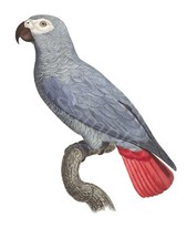 VINTAGE AFRICAN GREY PARROT A4 POSTER PRINT