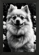Smiling Pomeranian with Roses Framed Wall Art Poster Canvas Print Picture