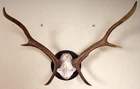 Beautiful 6ender Red Deer Antlers on Trophy Board Red Deer Trophy