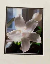 Sunlit/Madagascar Jasmine Flower/Fine Art Photography