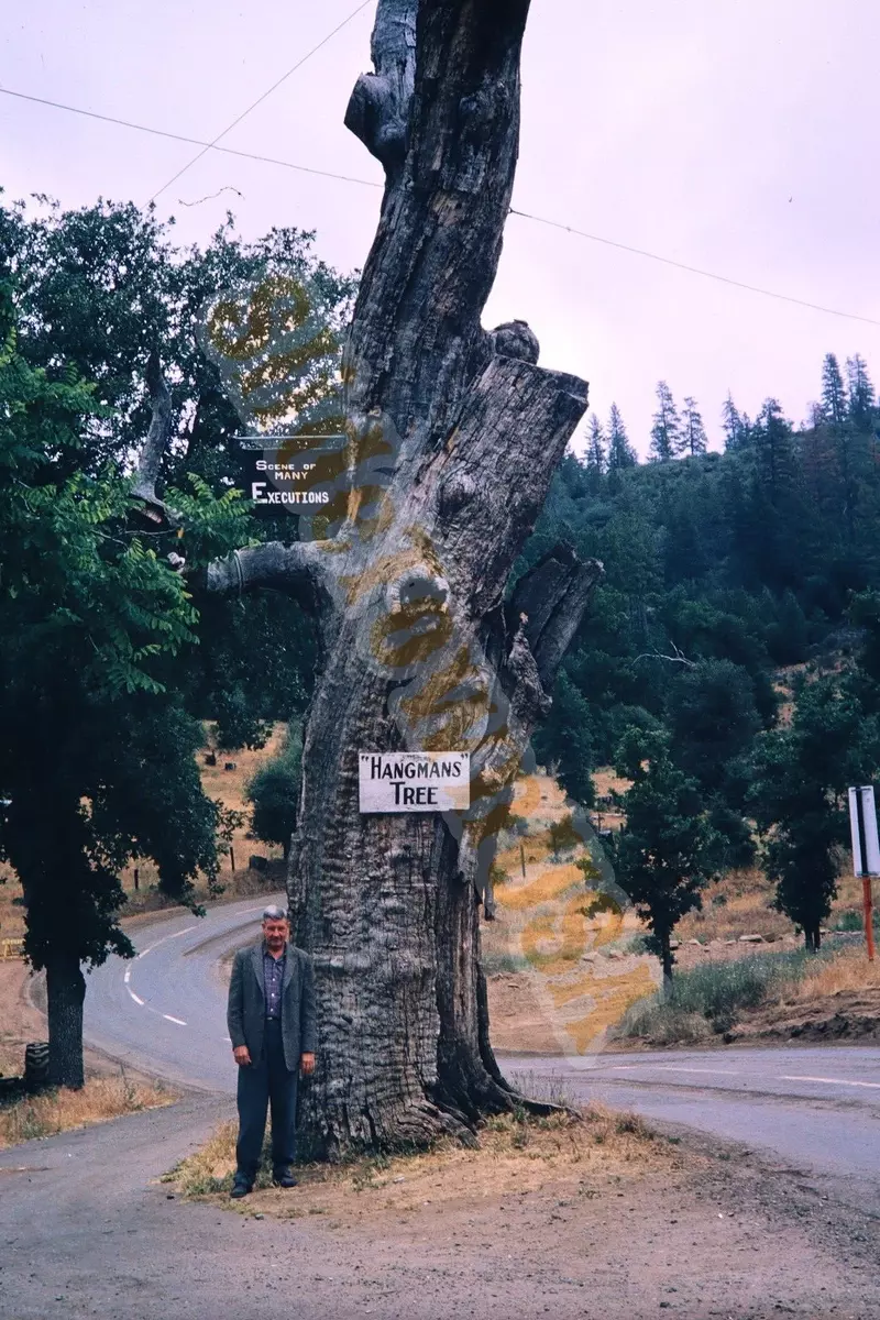 Vtg 1962 Slide Hangman's Tree Big Oak Flat Road California CA X6Q148