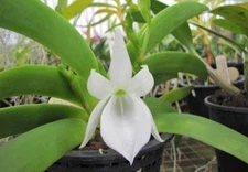Angraecum  Leonis  - BLOOMING SIZE!!