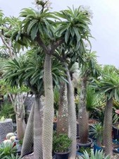 LIVE PLANT 1ft Pachypodium lamerei - Madagascar Palm Club foot Palma de Madagasc