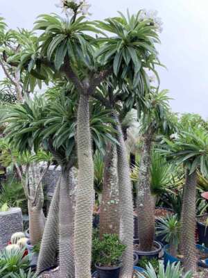 LIVE PLANT 1ft Pachypodium lamerei - Madagascar Palm Club foot Palma de Madagasc