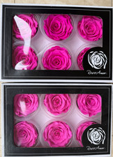 12 SHOCKING PINK PRESERVED REAL ROSES ETERNAL INFINITY LAST UPTO 3 YRS 6.5cm